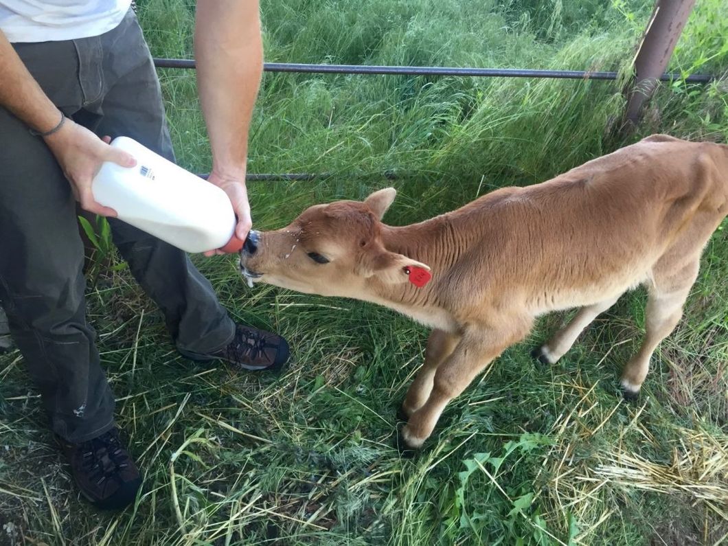 Calf Feeding Milk Bottle Plastic Blow Molding Making Machine Taizhou Supplier
